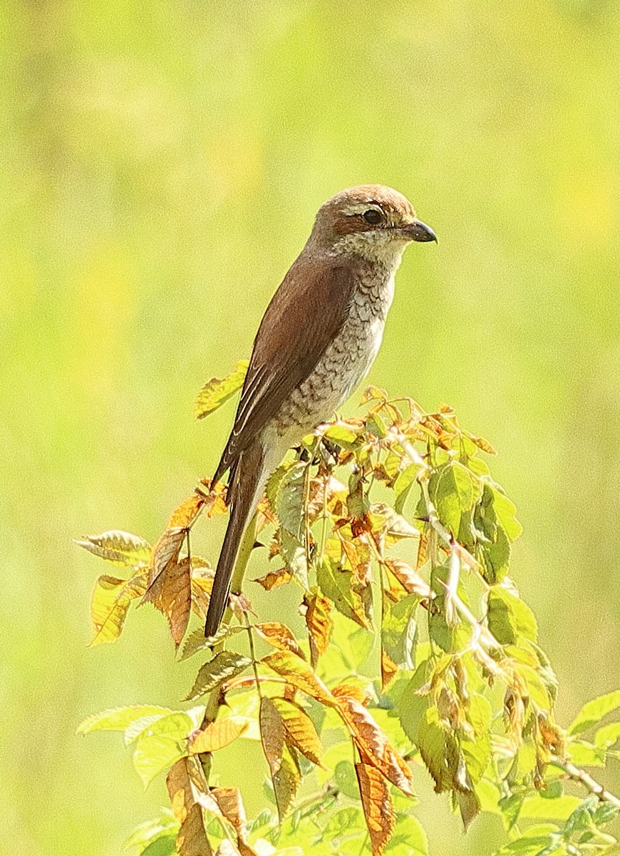 Red-backed Shrike - ML639622771