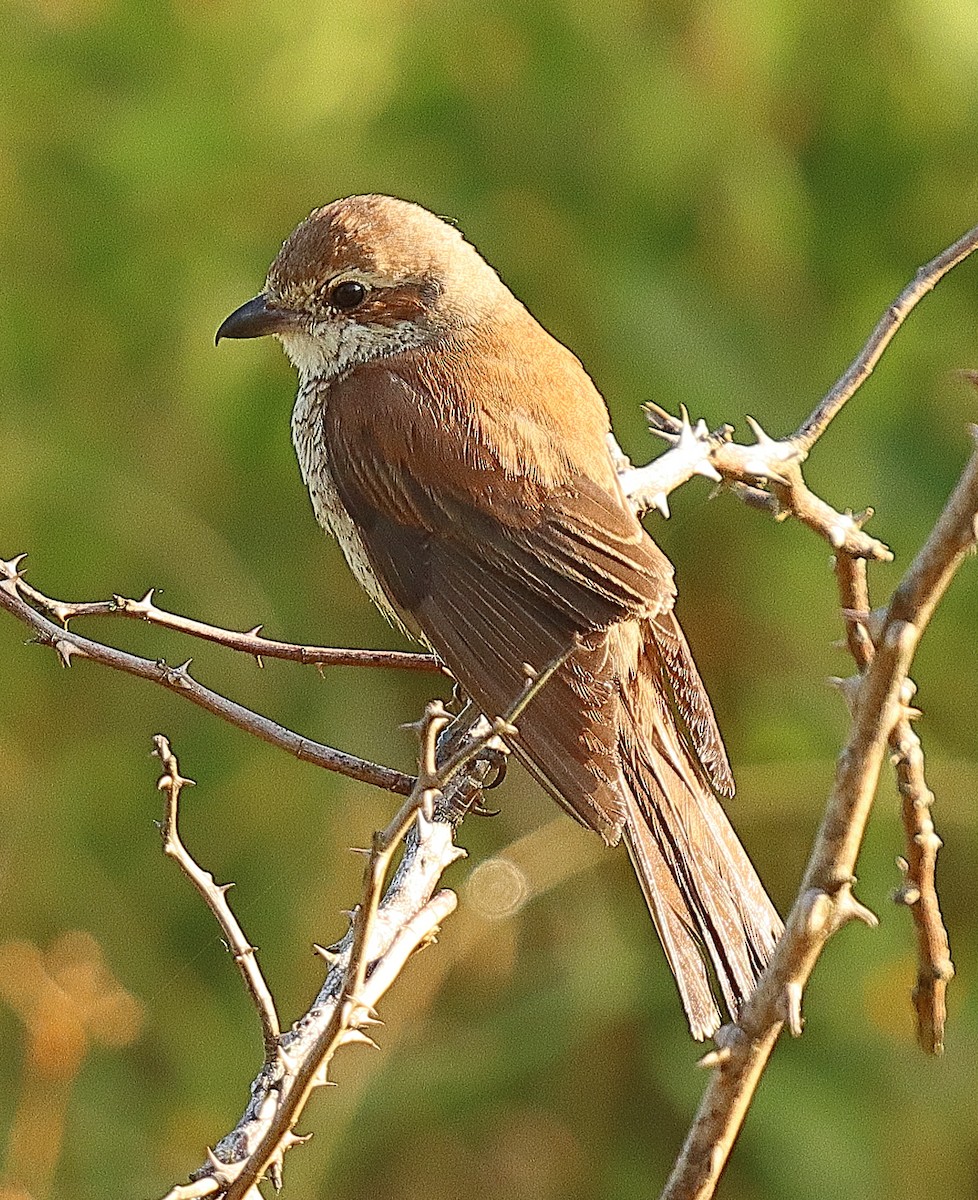 Red-backed Shrike - ML639622772