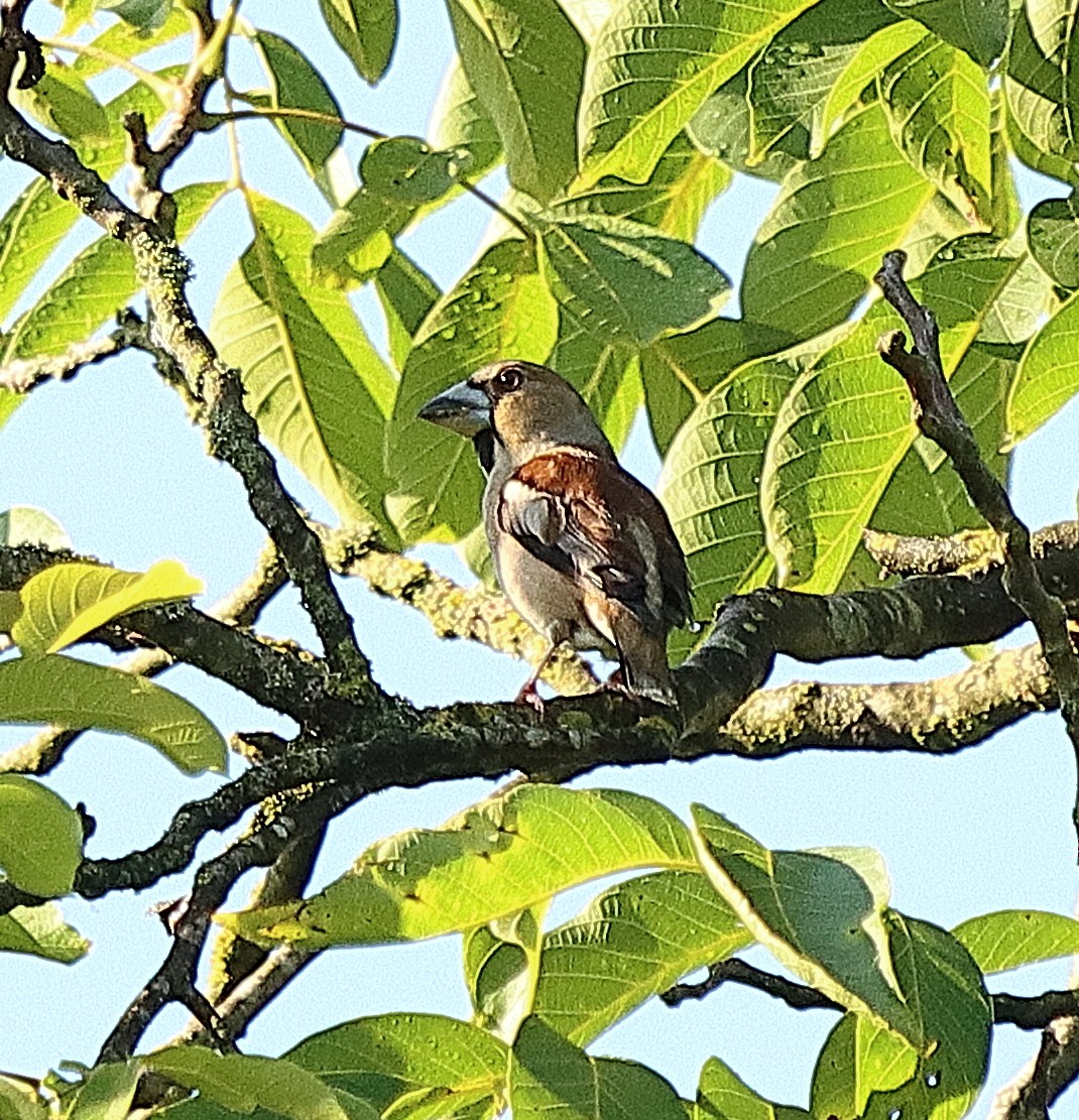Hawfinch - ML639622774