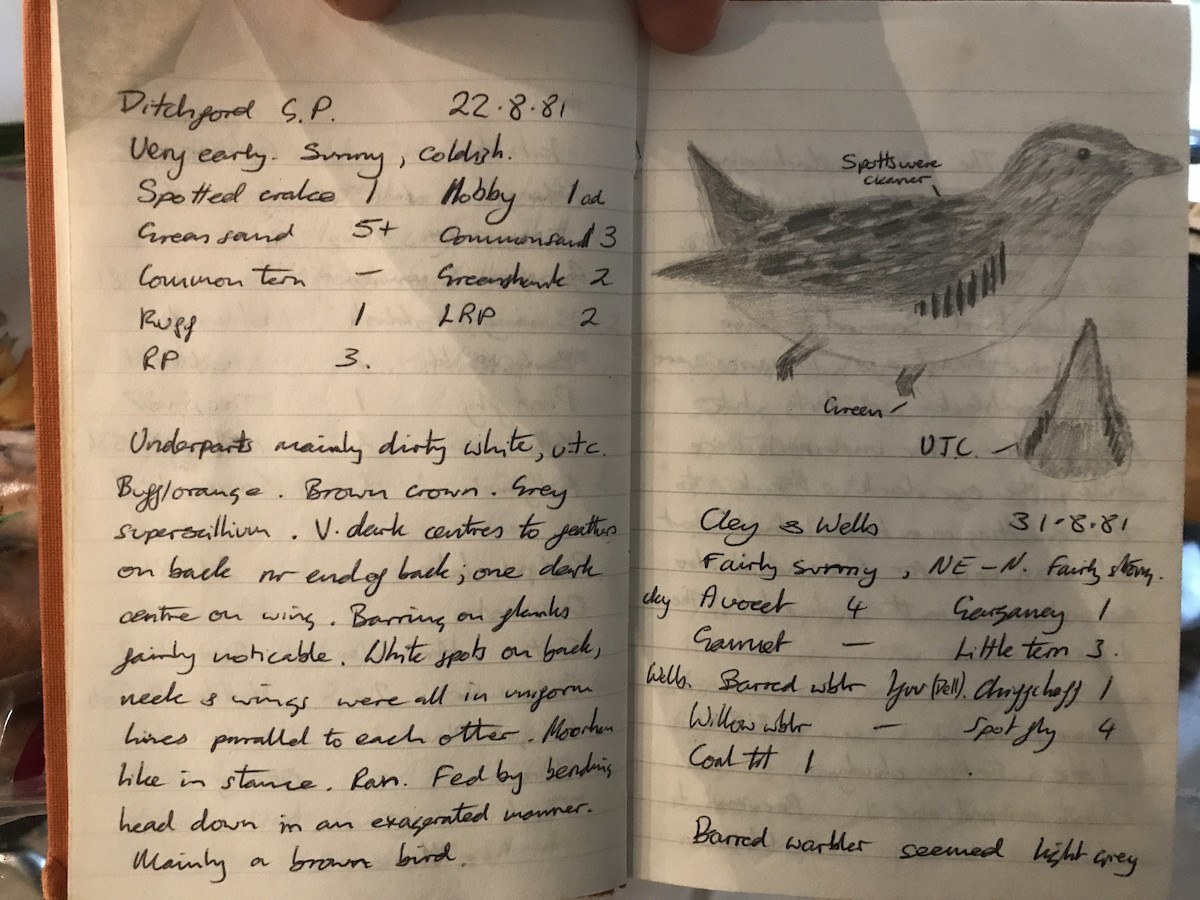 Voltolino - ML639622837