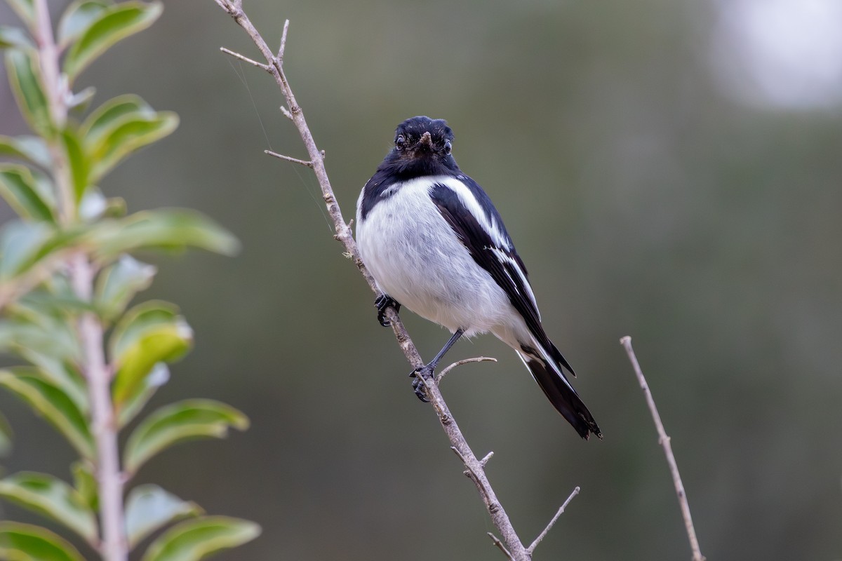 kutteflueskvett - ML639622844