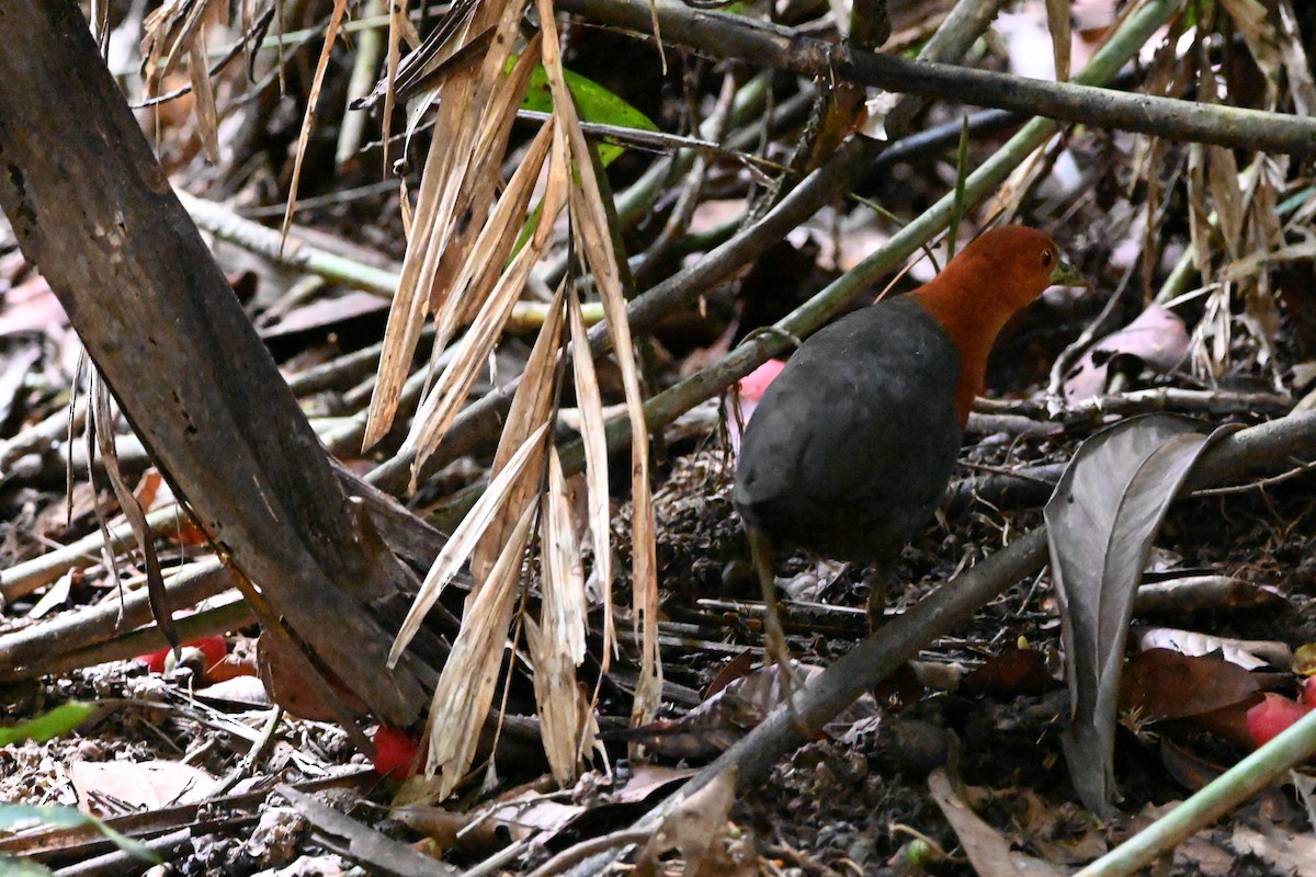 Red-necked Crake - ML639622849