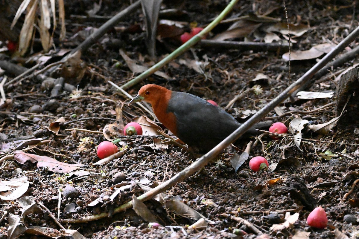 Red-necked Crake - ML639622850