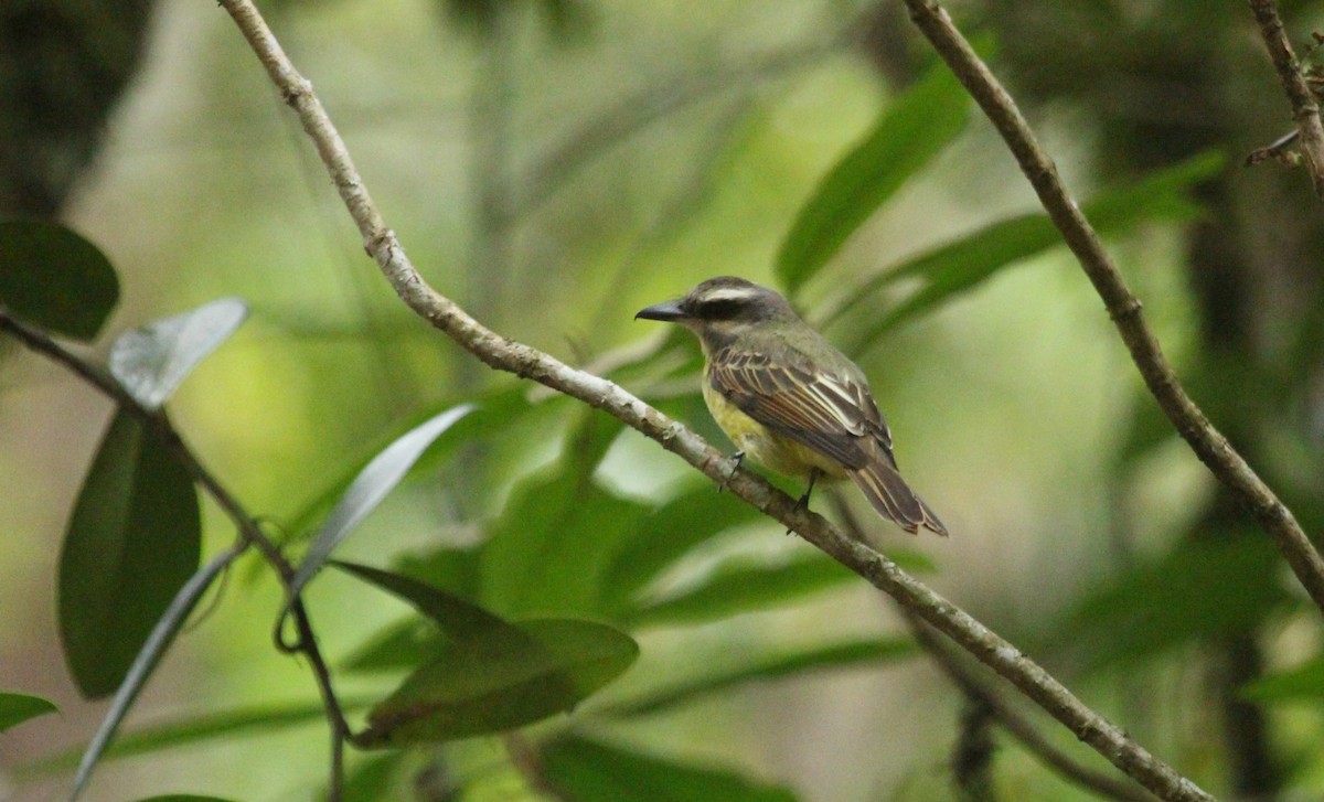 Golden-crowned Flycatcher - ML639622862