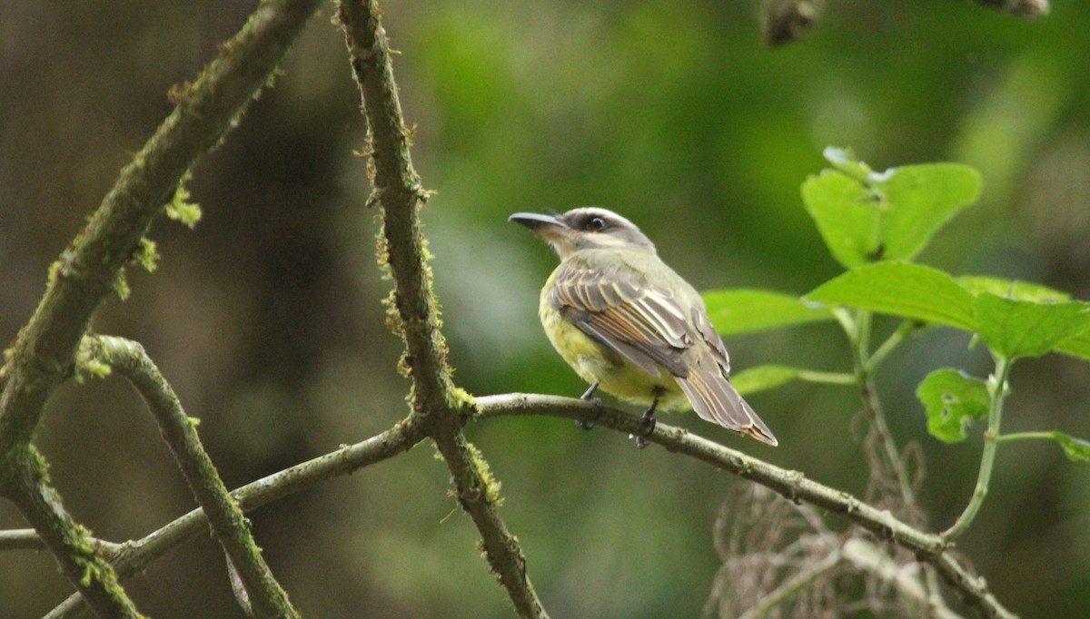 Golden-crowned Flycatcher - ML639622863