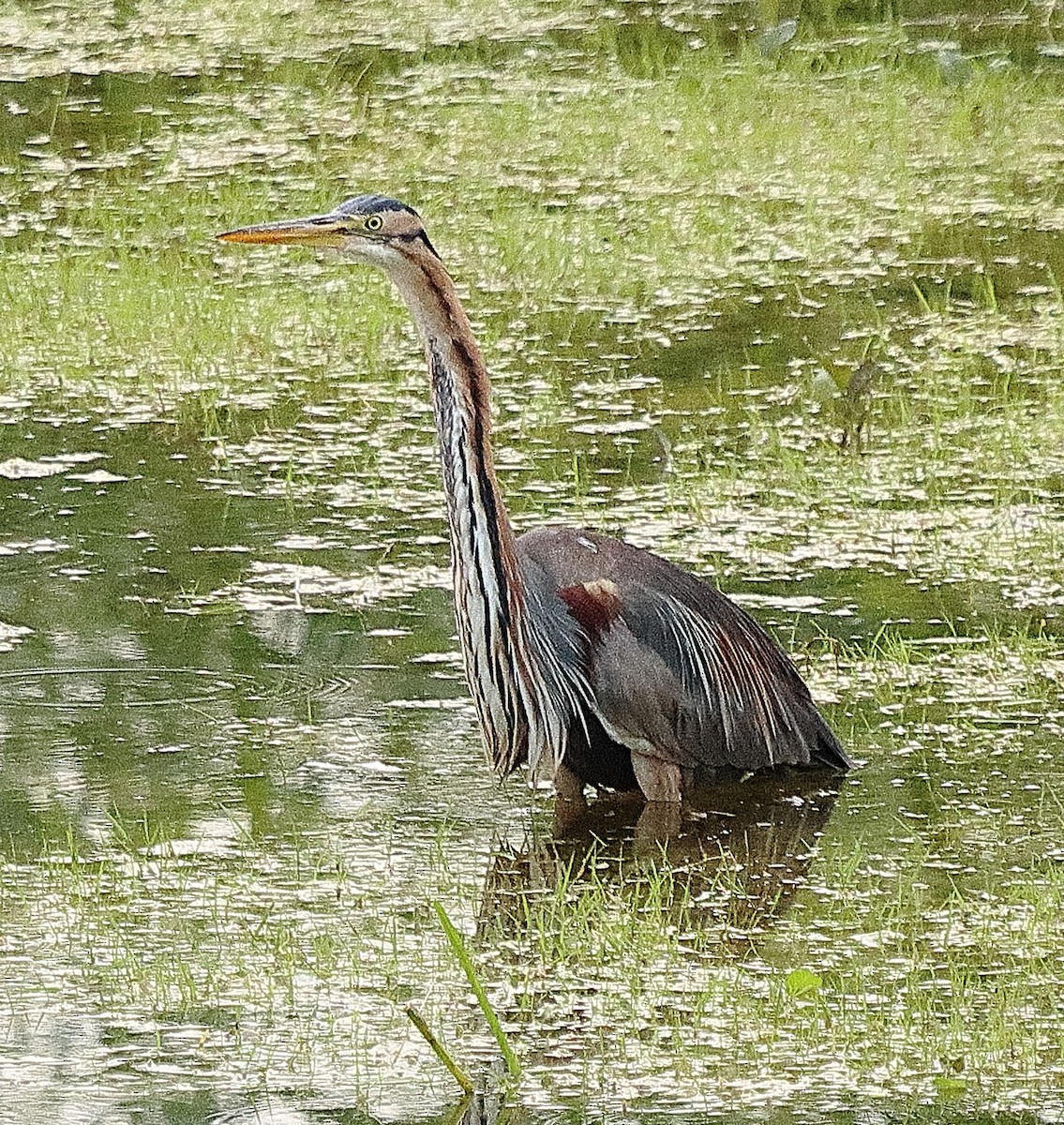 Purple Heron - ML639622869