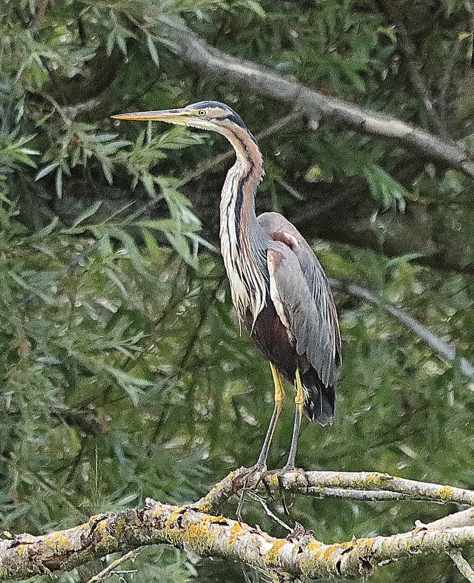 Purple Heron - ML639622870