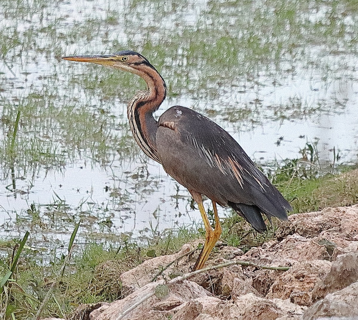 Purple Heron - ML639622871