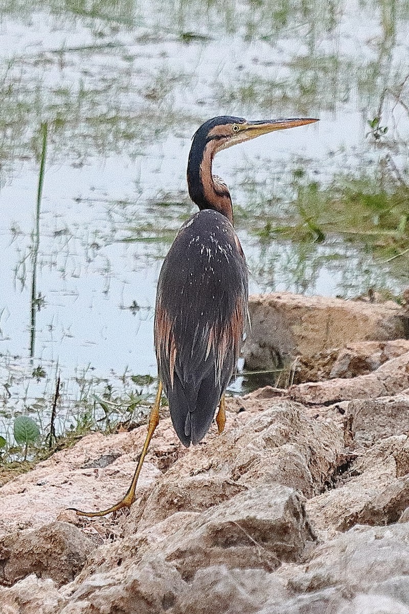 Purple Heron - ML639622872