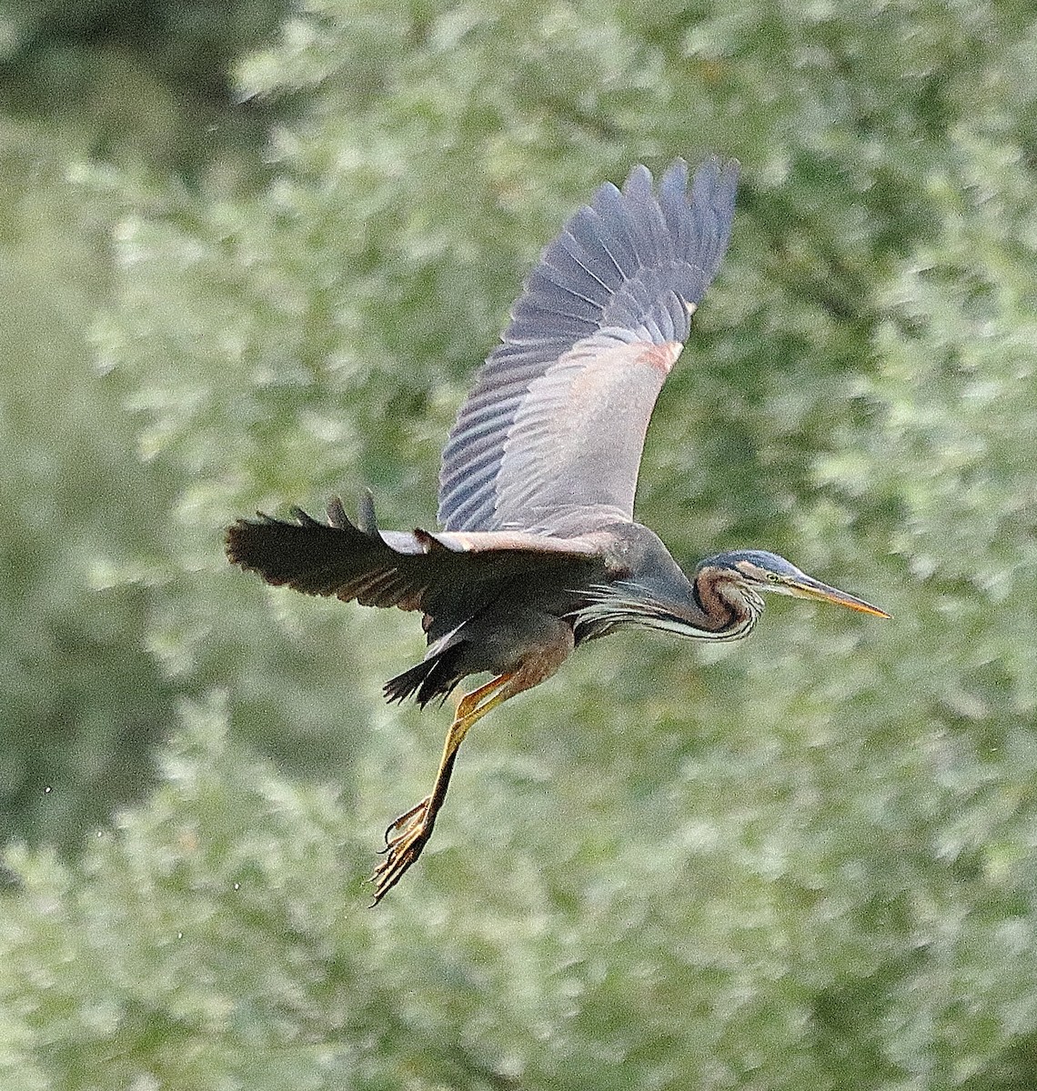 Purple Heron - ML639622873