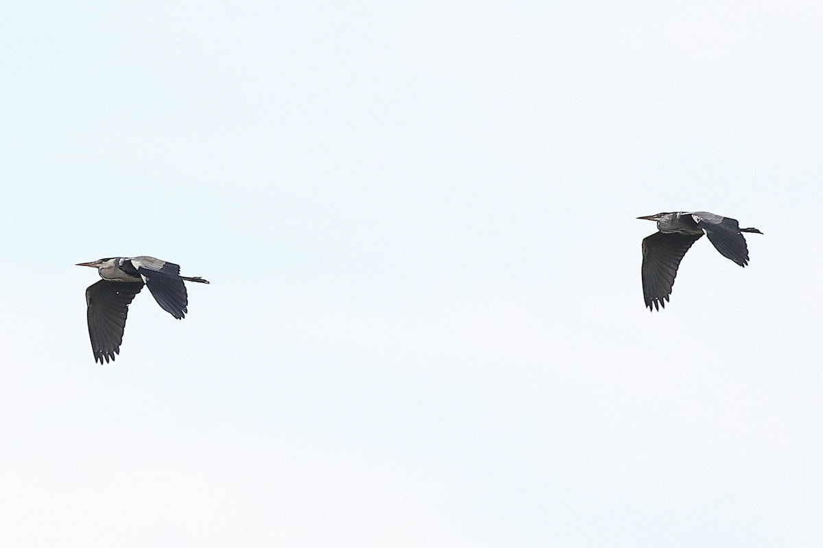 Gray Heron - ML639622874
