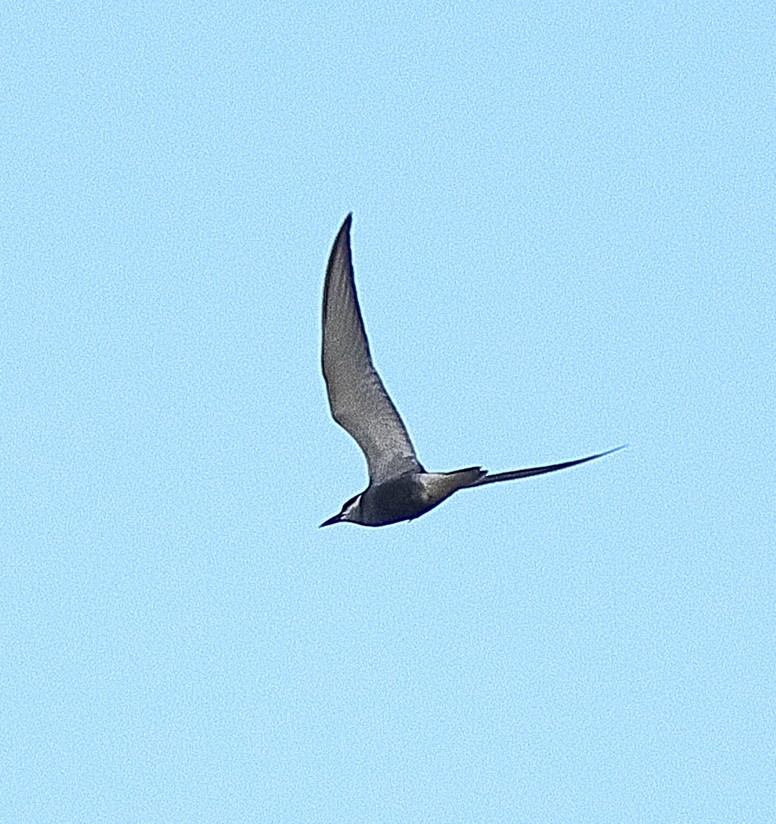 Whiskered Tern - ML639622875