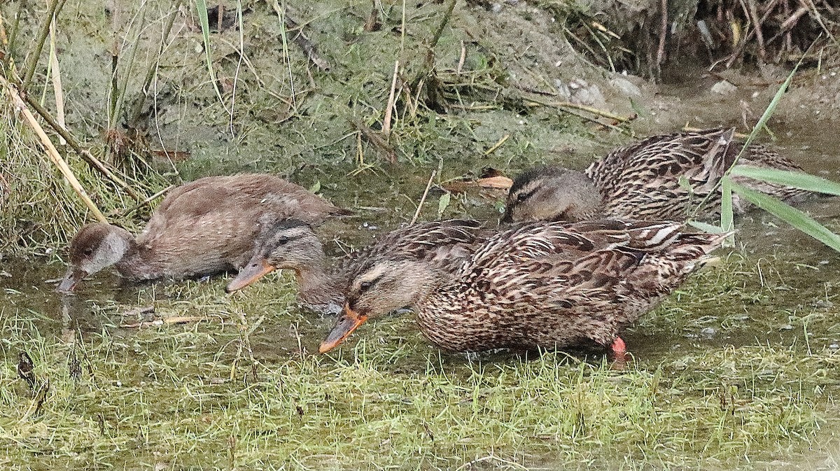 Mallard - ML639622876