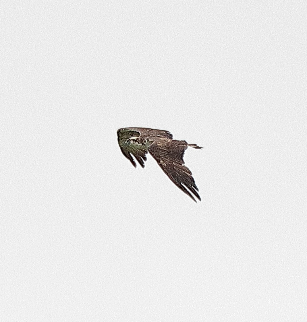 Osprey - ML639622880