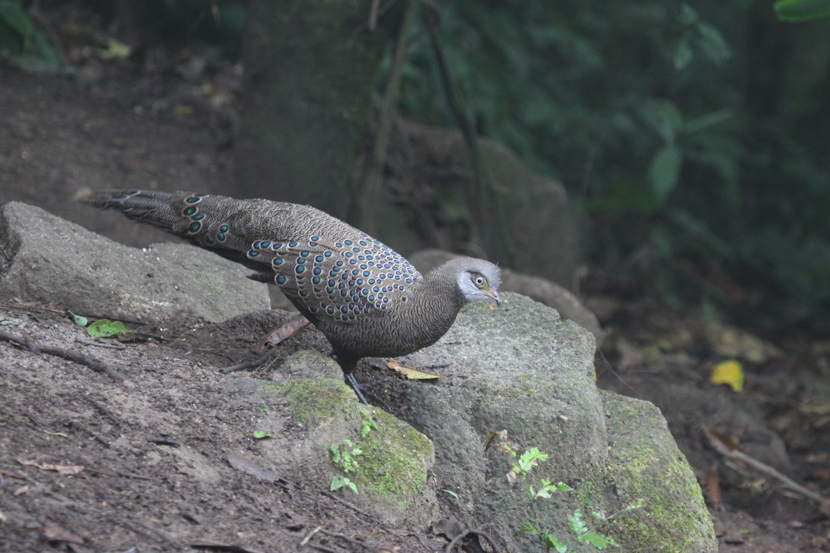 Gray Peacock-Pheasant - ML639622895