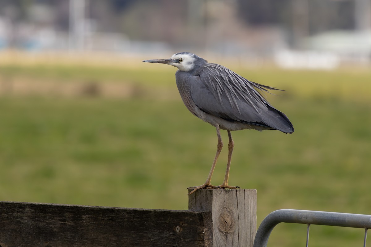 hvitmaskehegre - ML639622906