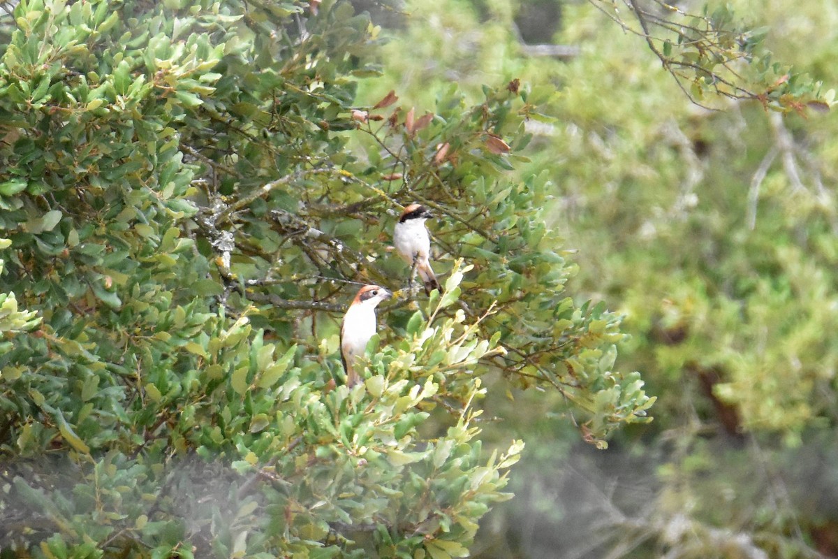 Antzandobi kaskagorria - ML639622915