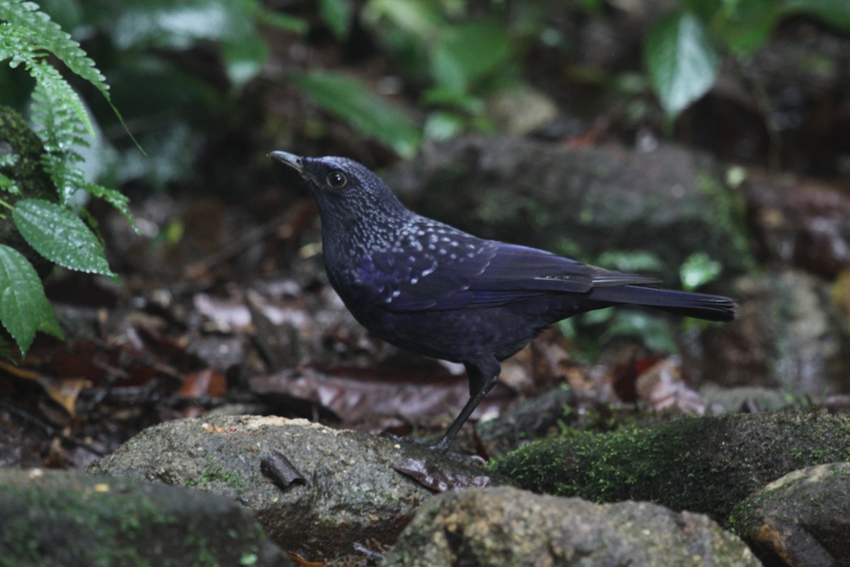 Blue Whistling-Thrush (Yellow-billed) - ML639622921
