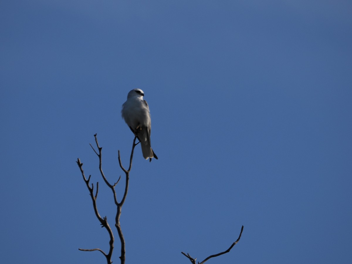 Black-shouldered Kite - ML639622934