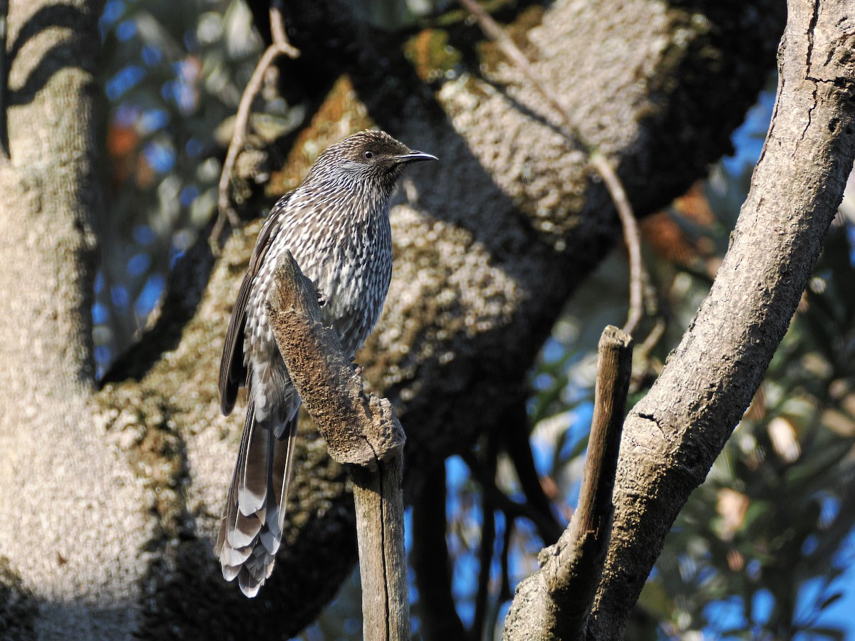 Little Wattlebird - ML639622953