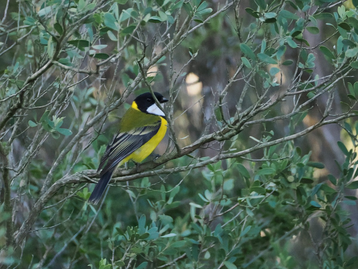 Golden Whistler (Eastern) - ML639622959