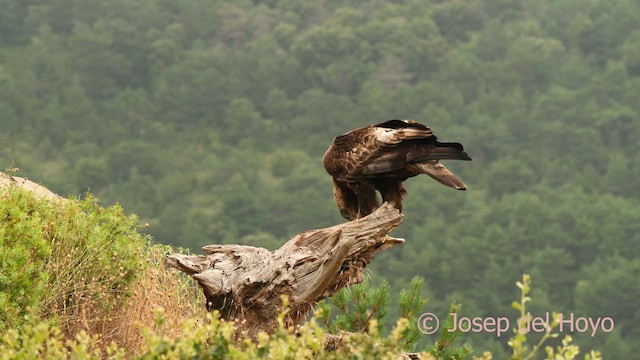 Aquila reale - ML639623002