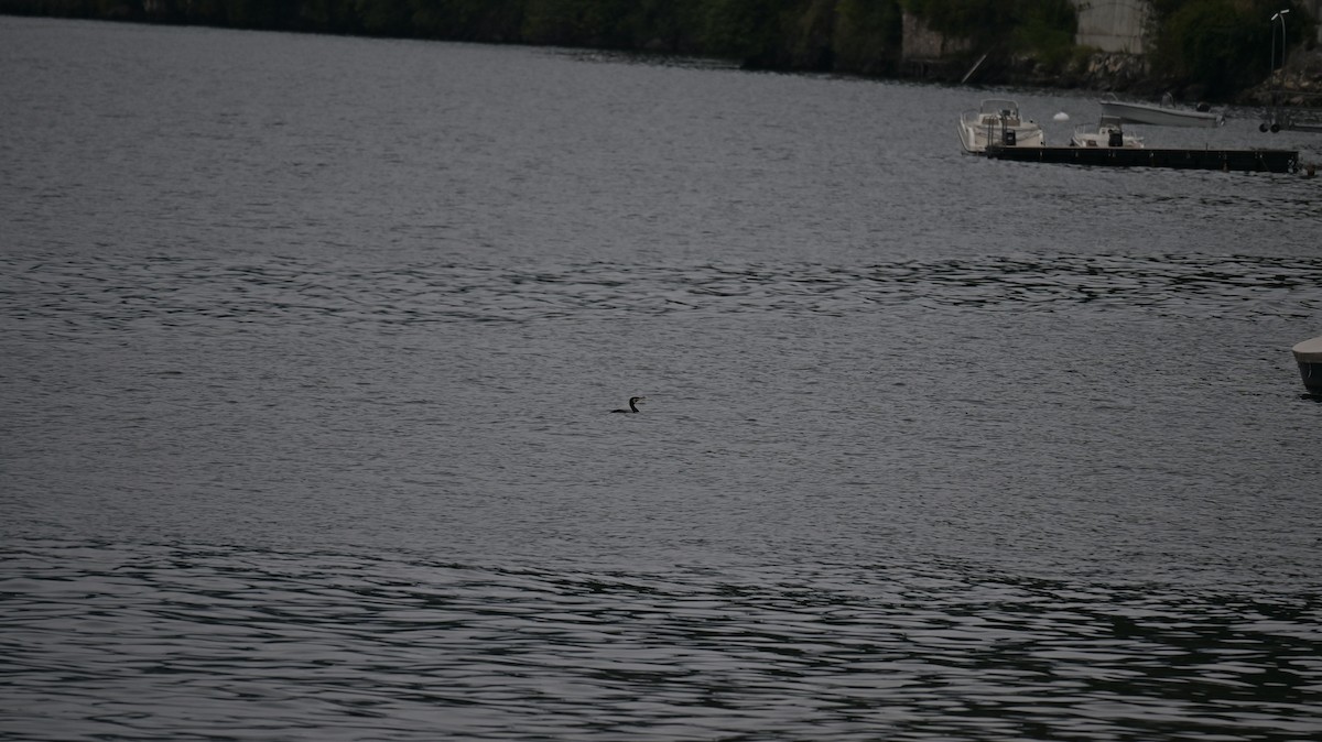 Great Cormorant - ML639623040