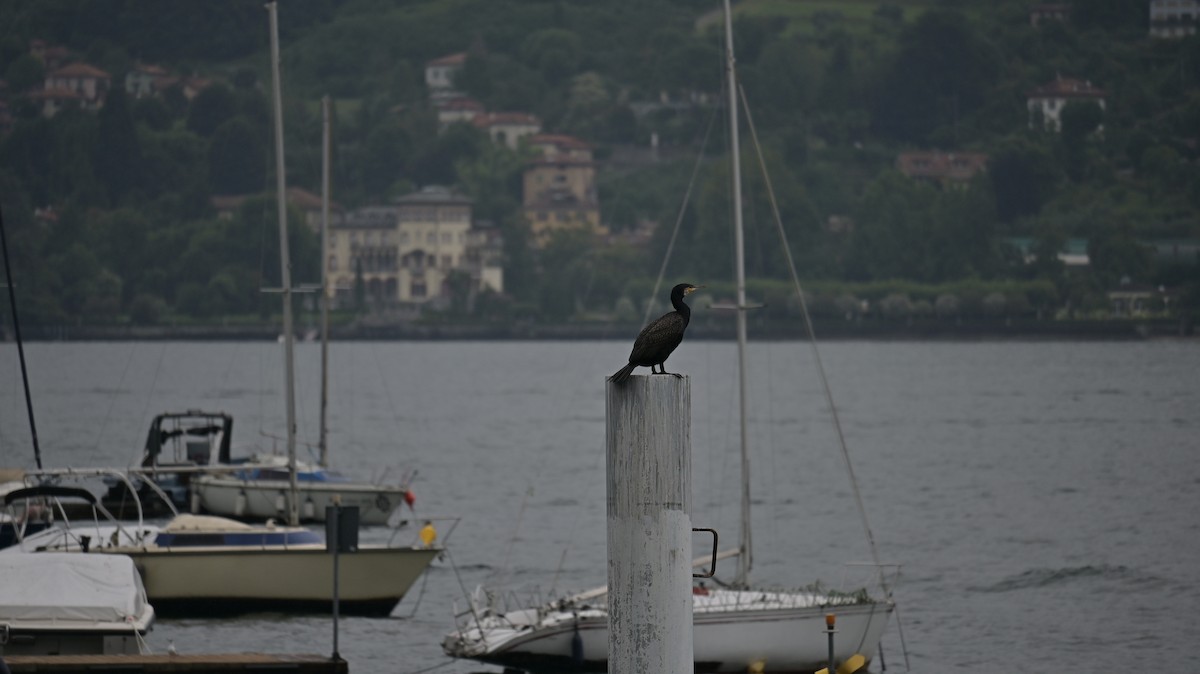Great Cormorant - ML639623100