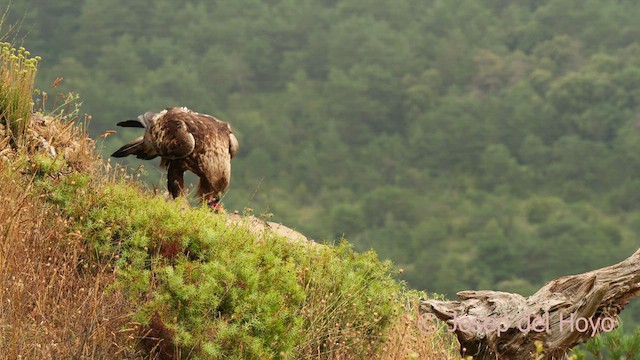 Aquila reale - ML639623131