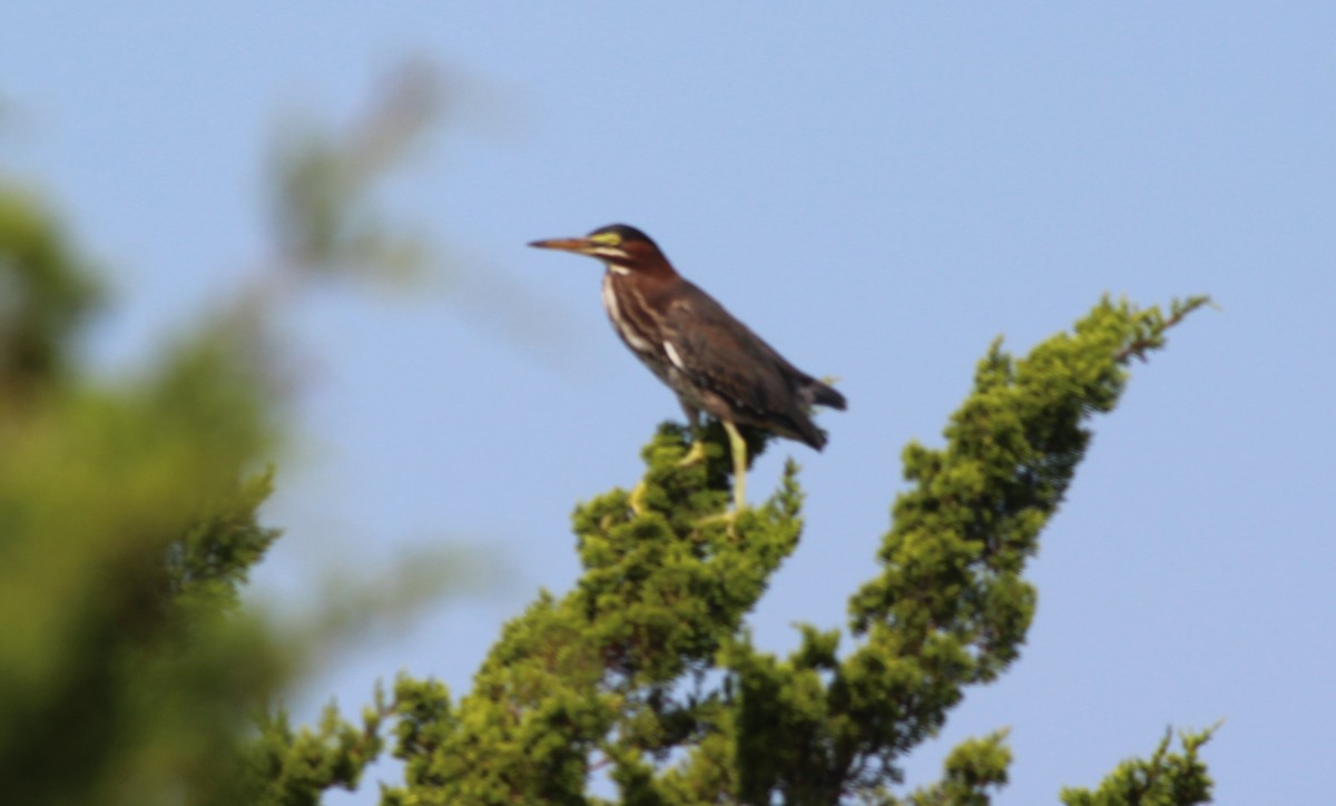Green Heron - ML639623178