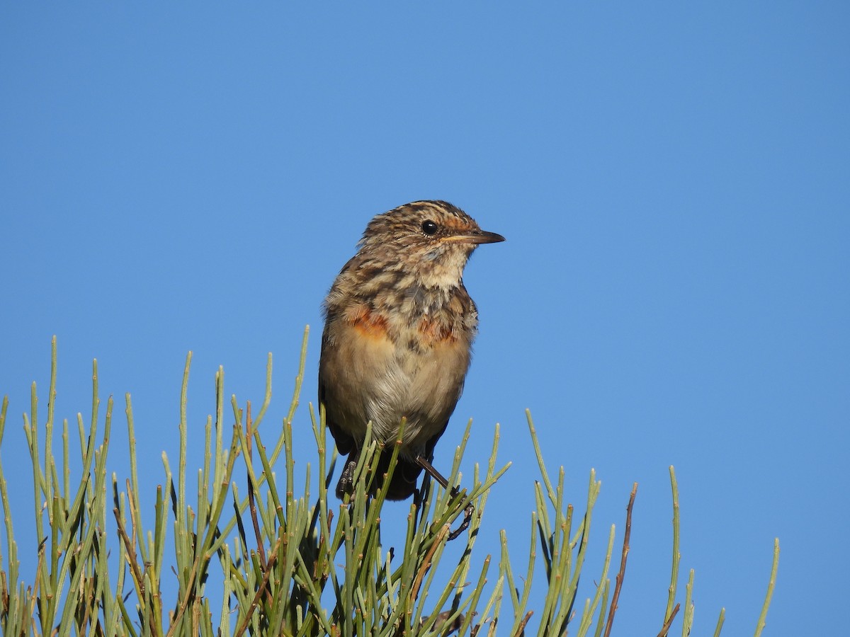 Bluethroat - ML639623185