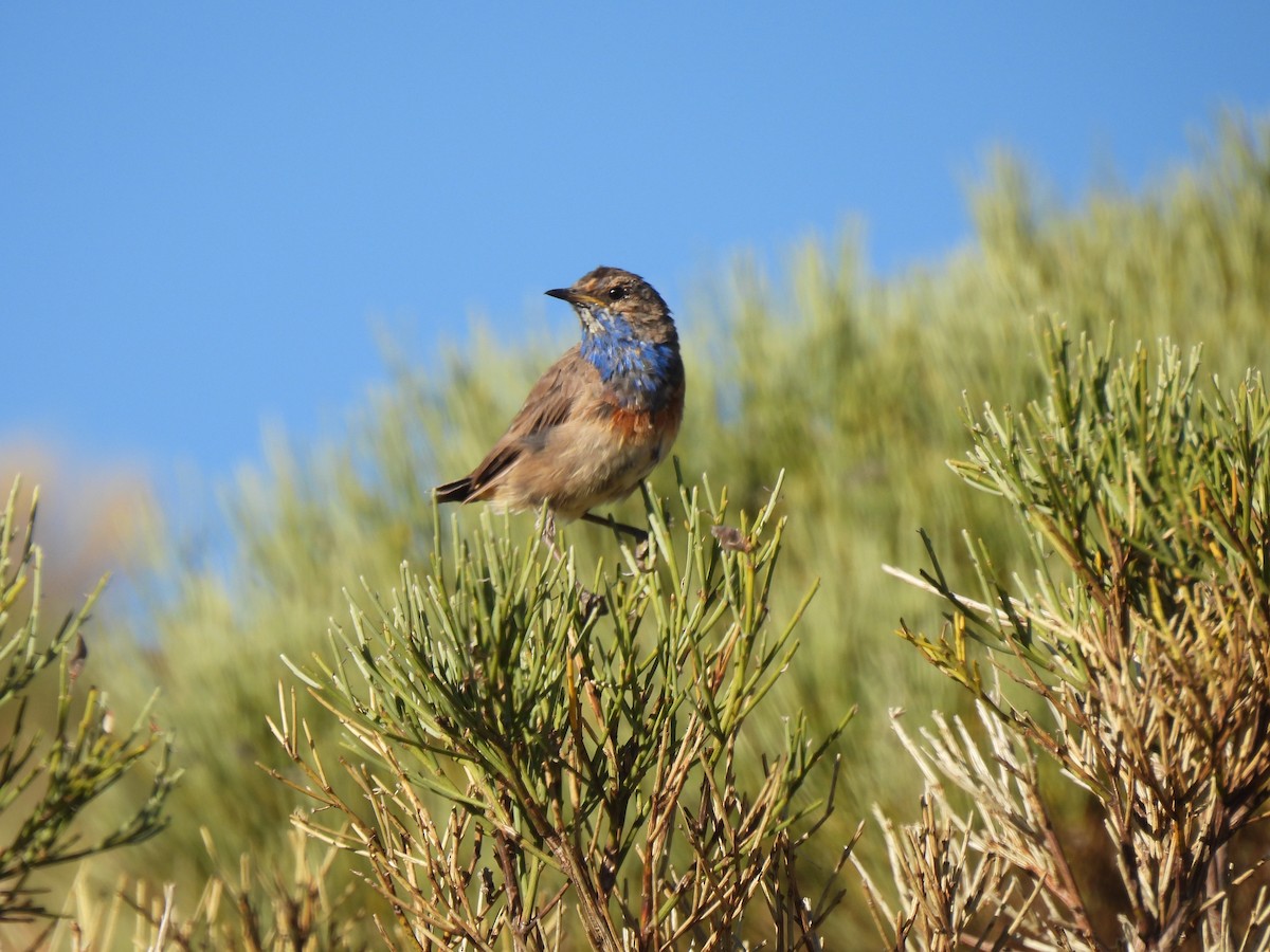 Bluethroat - ML639623187