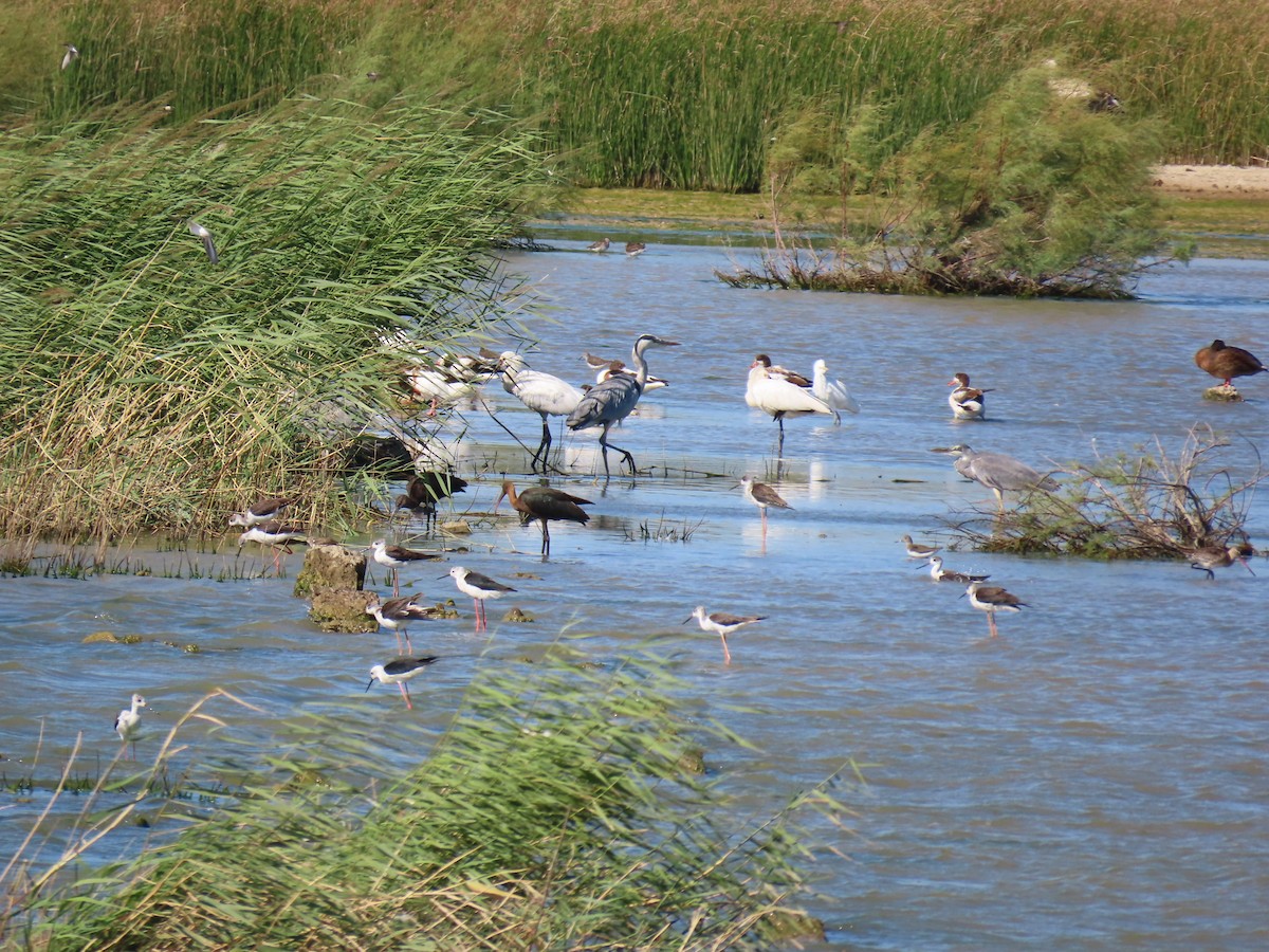 Glossy Ibis - ML639623264
