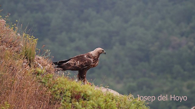 Aquila reale - ML639623401