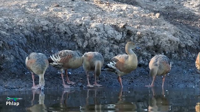 Plumed Whistling-Duck - ML639623497