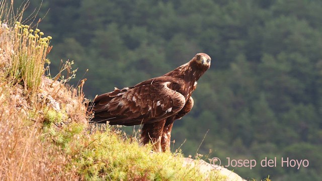 Aquila reale - ML639623502