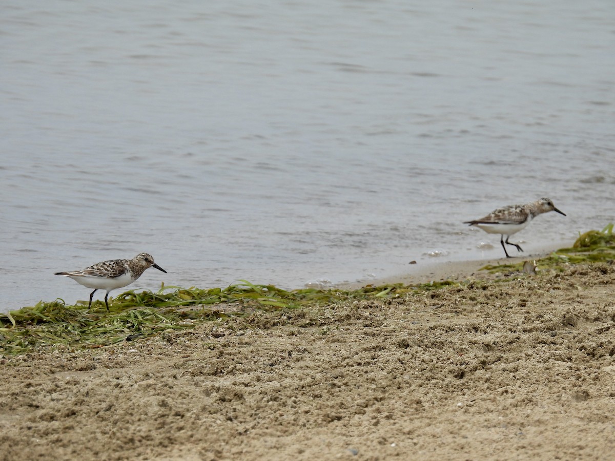 Sanderling - ML639623567