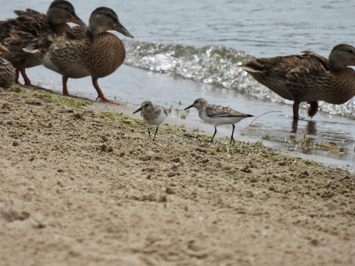 Sanderling - ML639623568