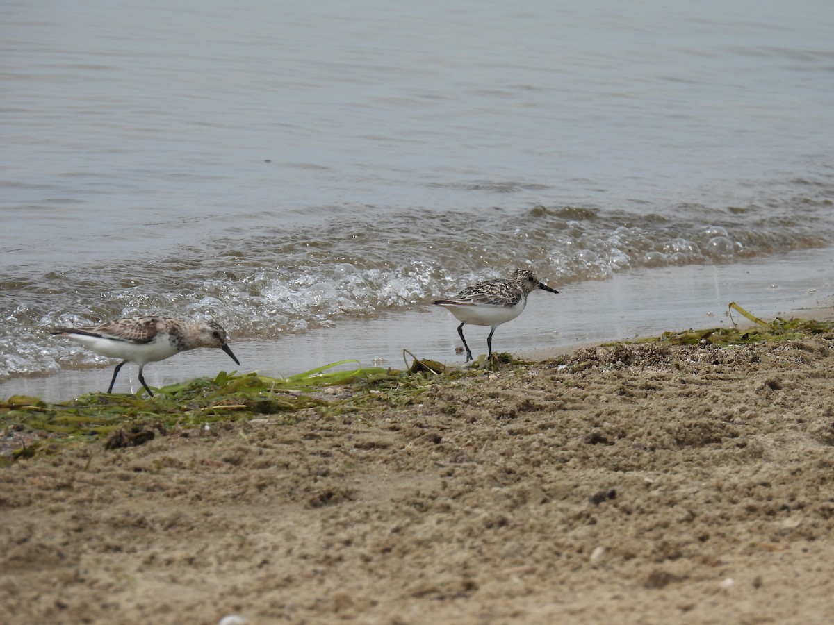 Sanderling - ML639623569
