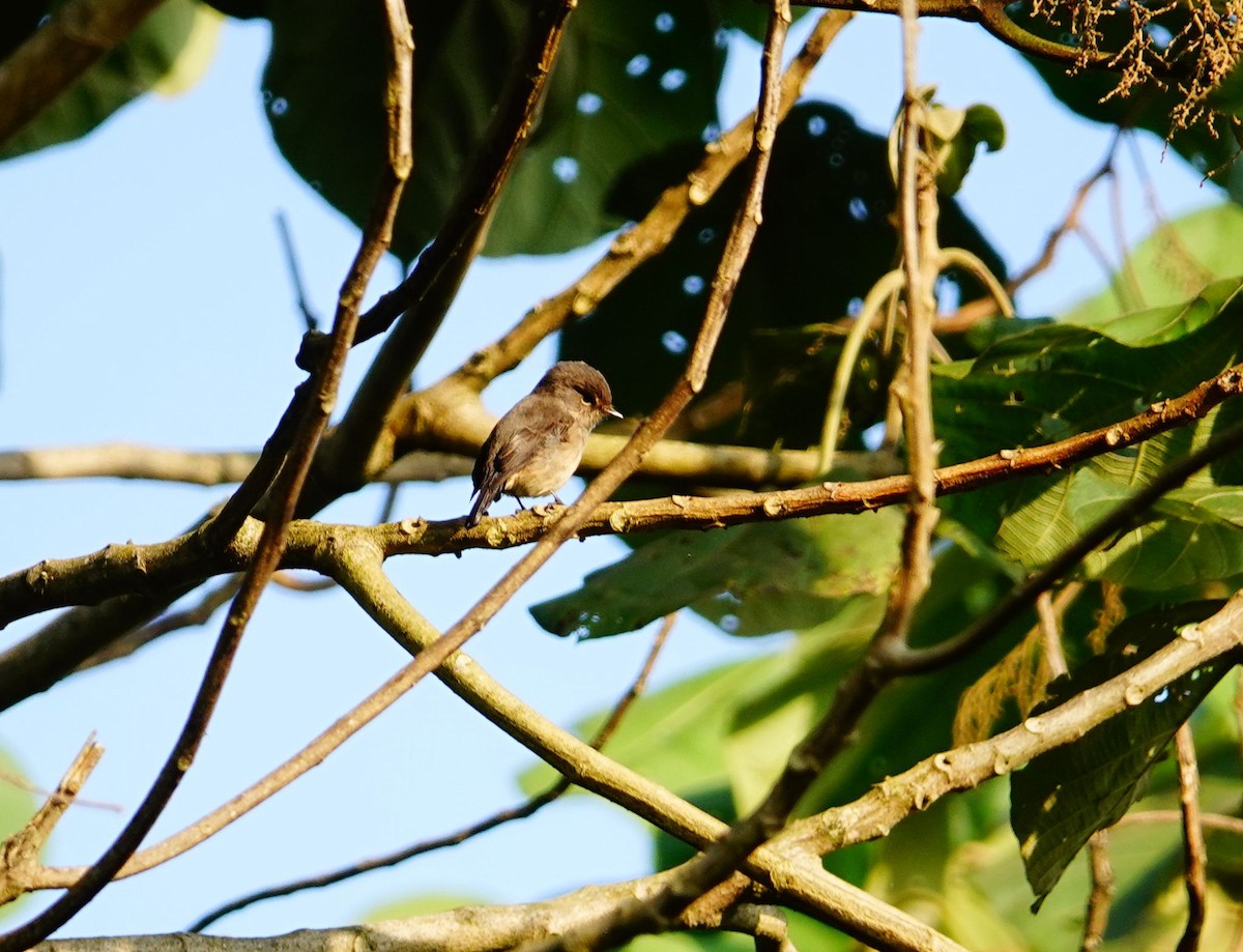African Dusky Flycatcher - ML639623593