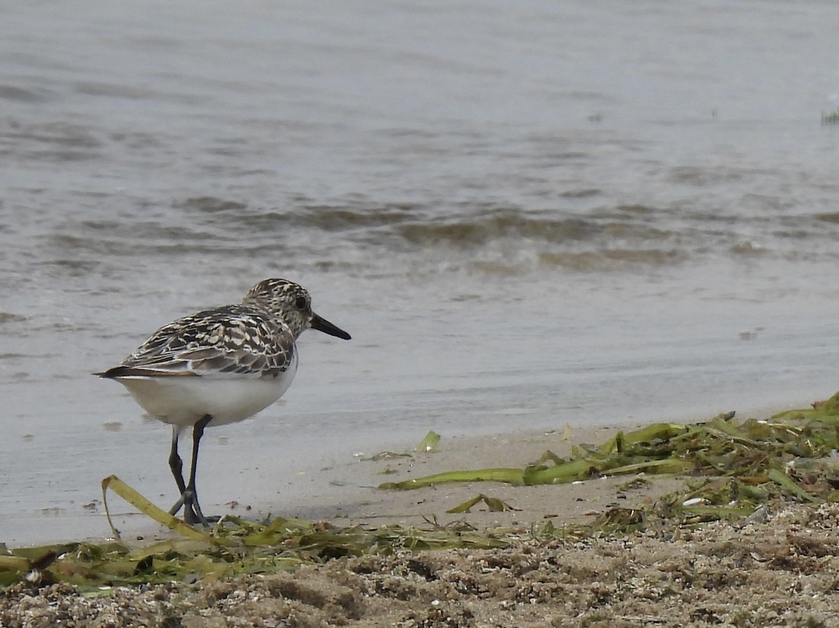 Sanderling - ML639623627