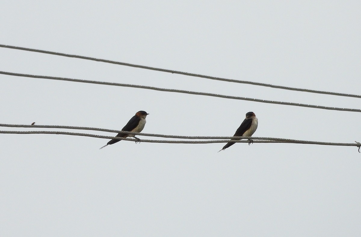 Eastern Red-rumped Swallow - ML639623666