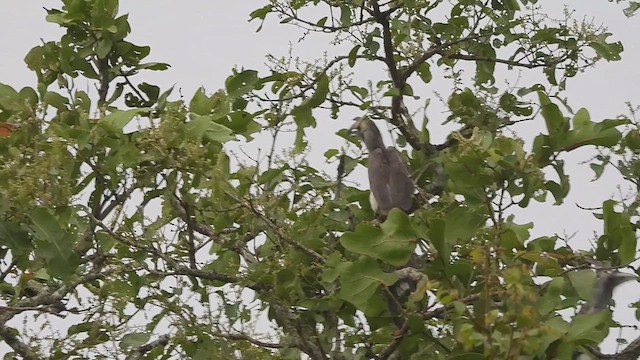 Indian Gray Hornbill - ML639623727