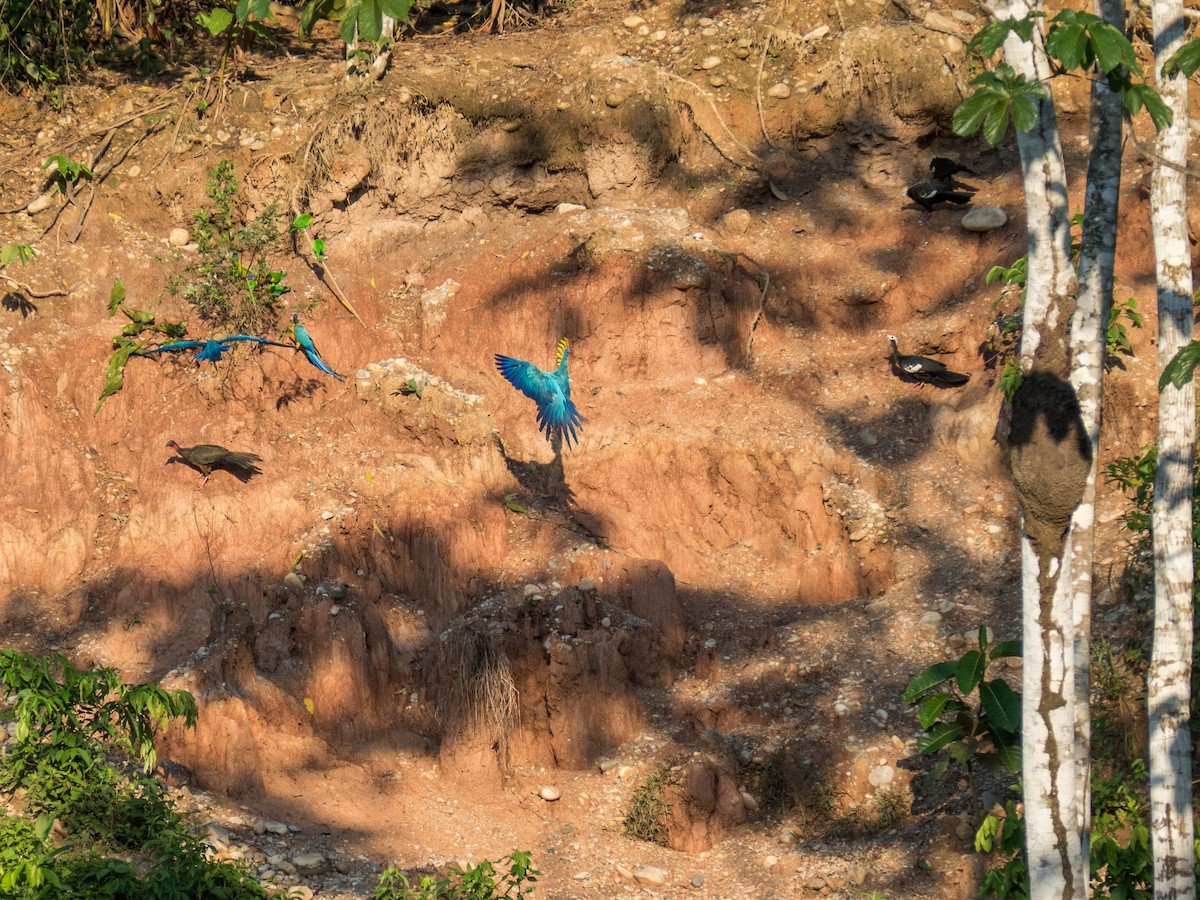 Blue-throated Piping-Guan - ML639623742