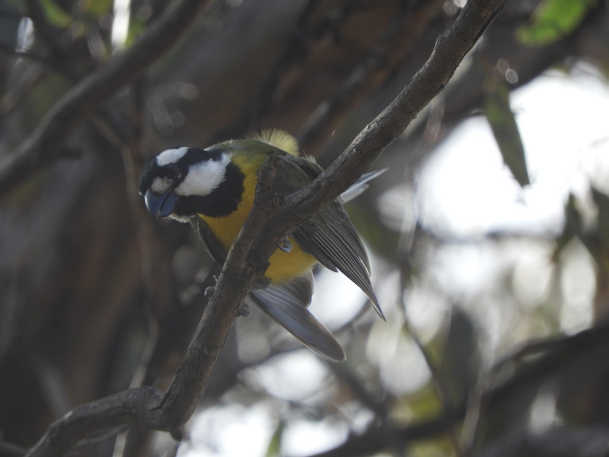 Eastern Shrike-tit - ML639623787