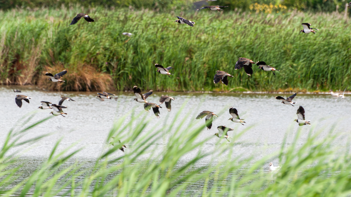 小辮鴴 - ML639623793