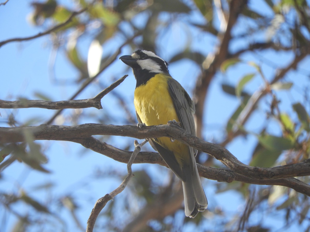 Eastern Shrike-tit - ML639623820