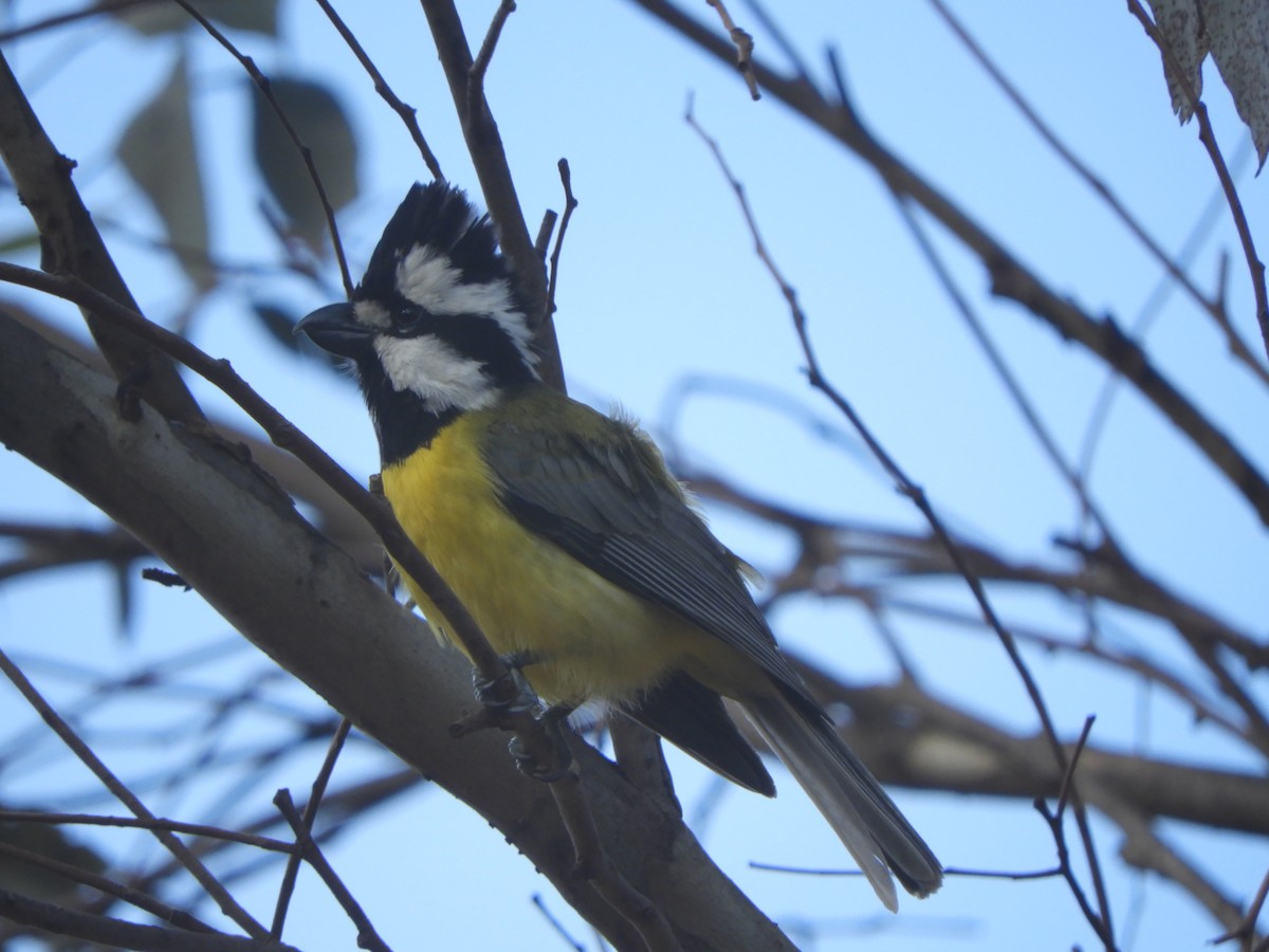 Eastern Shrike-tit - ML639623844