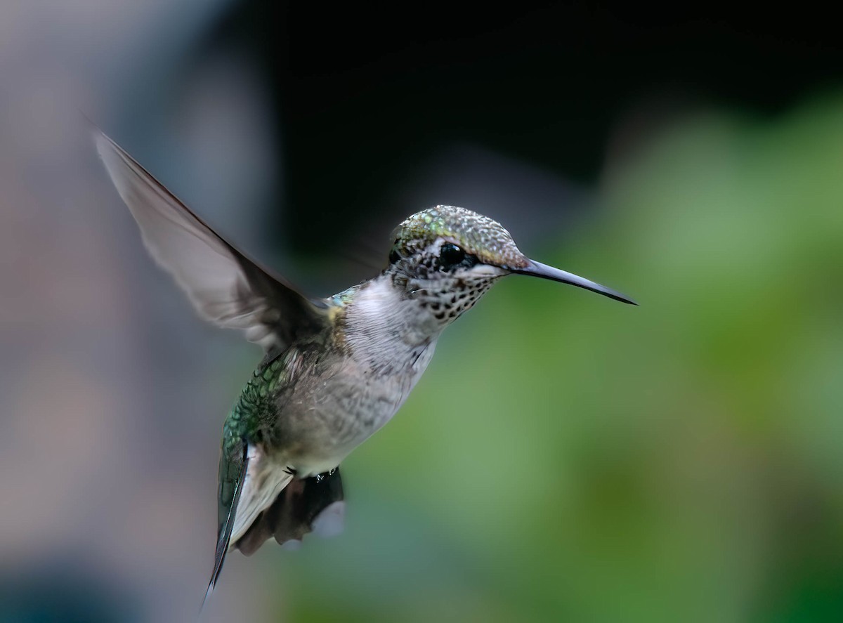 Ruby-throated Hummingbird - ML639623852