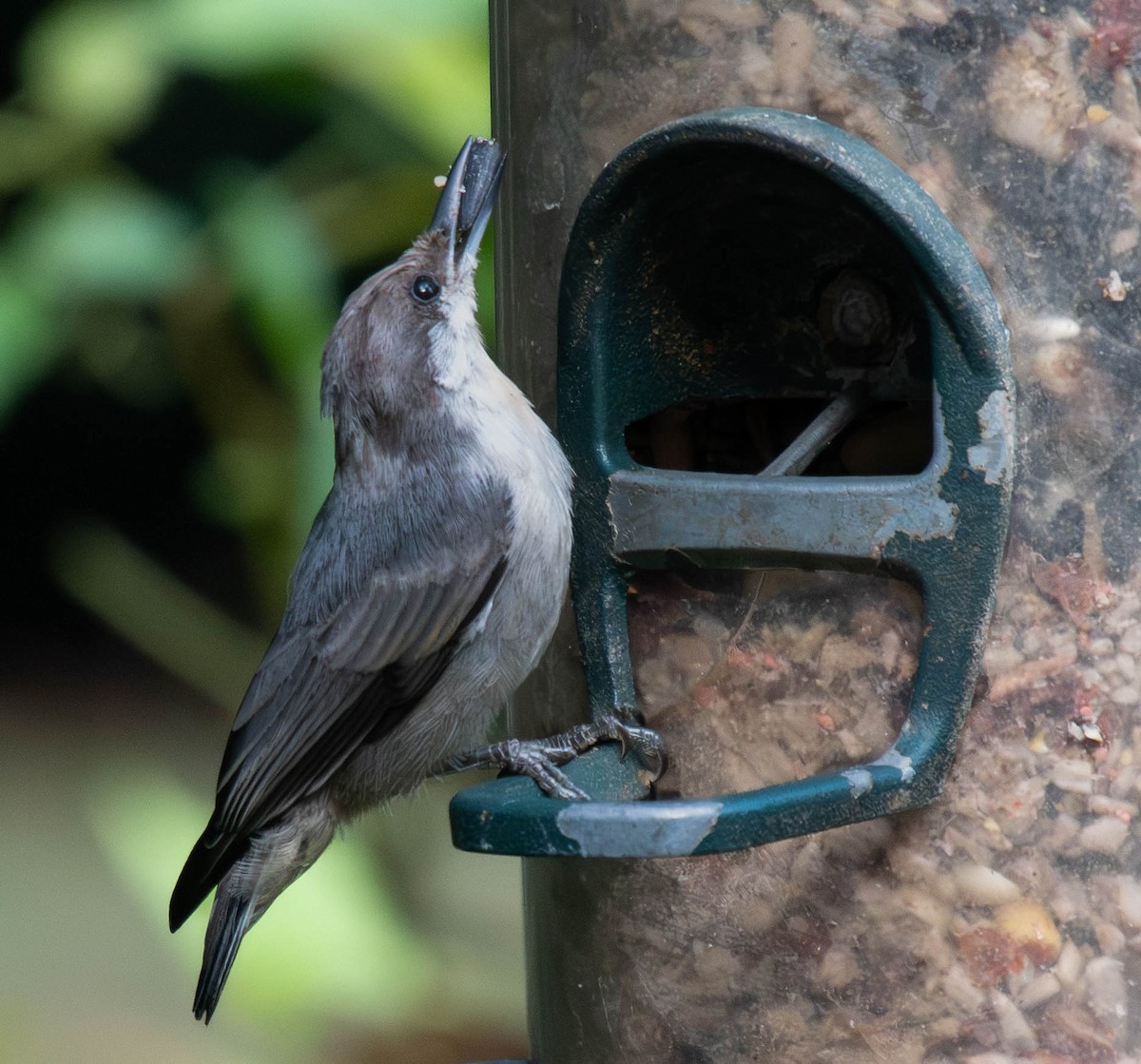 Brown-headed Nuthatch - ML639623855